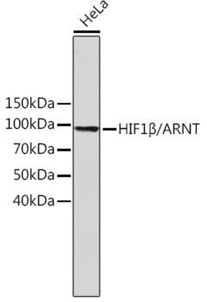 Anti-HIF1Beta/ARNT Antibody (CAB19532)