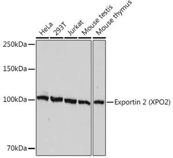 Anti-Exportin 2 (XPO2) Antibody (CAB1041)