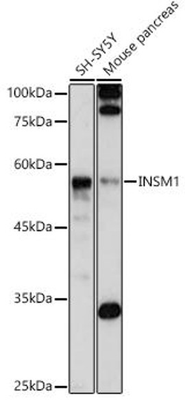 Anti-INSM1 Antibody (CAB20424)