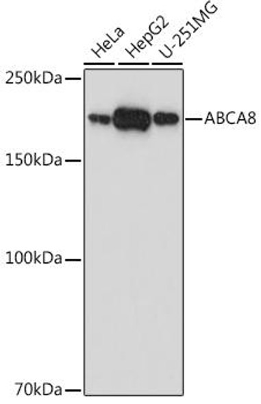 Anti-ABCA8 Antibody (CAB20553)