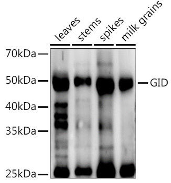 Anti-GID Antibody (CAB20578)