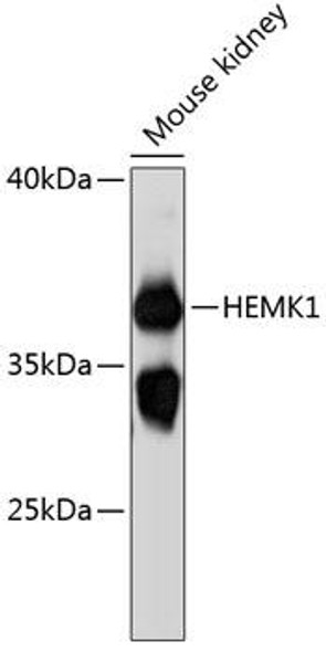 Anti-HEMK1 Antibody (CAB12651)