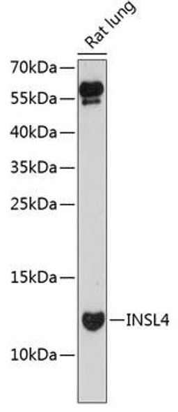 Anti-INSL4 Antibody (CAB13025)