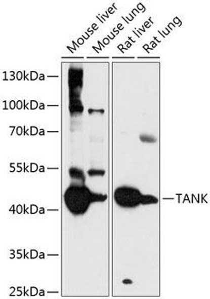 Anti-TANK Antibody (CAB14501)