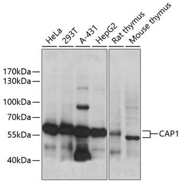 Anti-CAP1 Antibody (CAB14577)