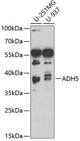 Anti-ADH5 Antibody (CAB2041)
