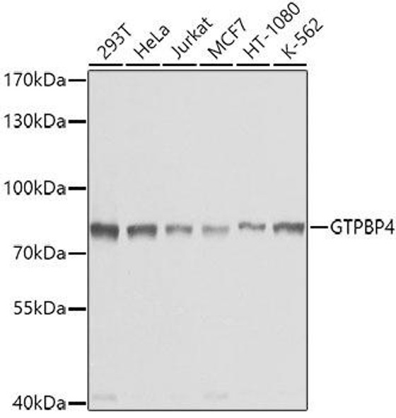 Anti-GTPBP4 Antibody (CAB4565)