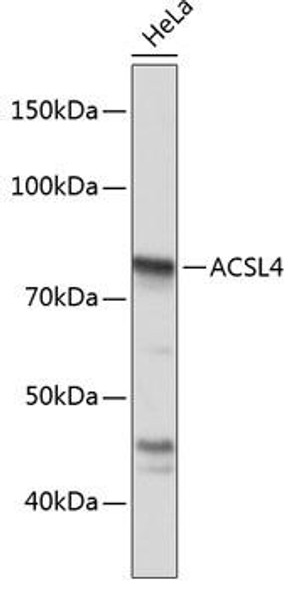 Anti-ACSL4 Antibody (CAB6826)