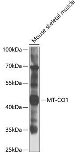 Anti-COX1 Antibody (CAB7531)