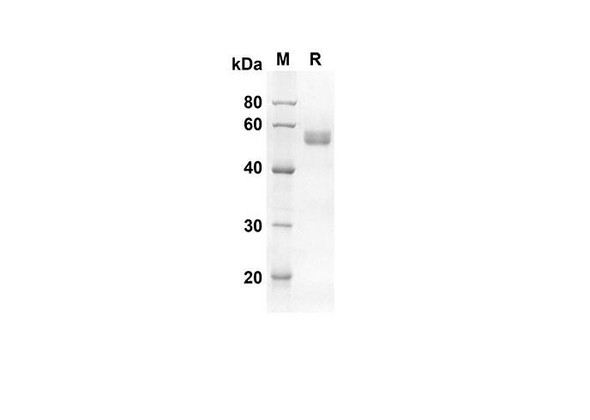 Recombinant Human CD40 Protein (Fc Tag) (RPES8310)