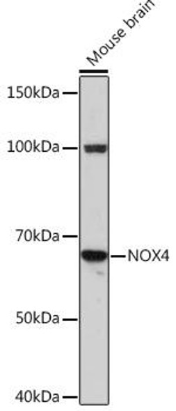 Anti-NOX4 Antibody (CAB3656)