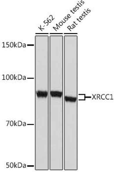 Anti-XRCC1 Antibody (CAB4135)