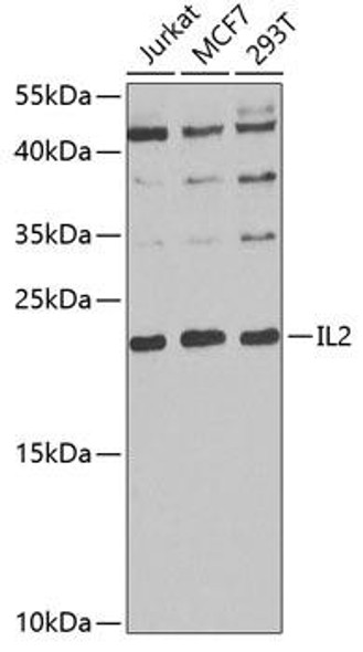 Anti-IL-2 Antibody (CAB0302)
