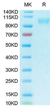 Biotinylated Recombinant Human ACE-2 Protein (RPCB0005)