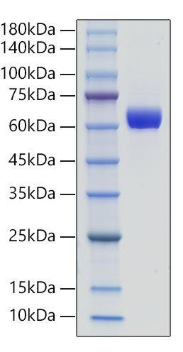 Recombinant  Human IL-3R Beta/CSF2RB/CD131  Protein (RPCB0016)