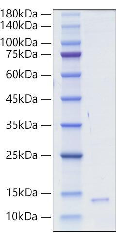 Recombinant Human/Mouse/Rat HMGB1 Box1 Protein (RPCB0029)