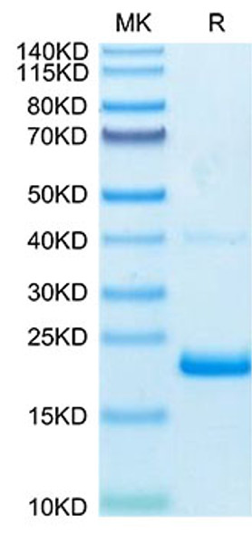 Biotinylated Recombinant Human TNF-alpha Protein (RPCB0042)