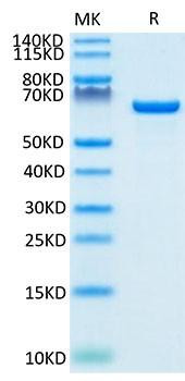 Biotinylated Recombinant Human Serum albumin/ALB Protein (RPCB0046)