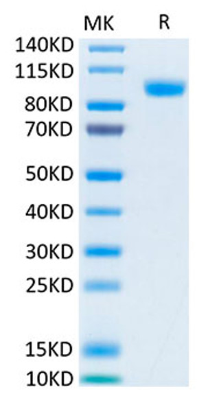 Biotinylated Recombinant Human ErbB-3/HER3 Protein (RPCB0051)