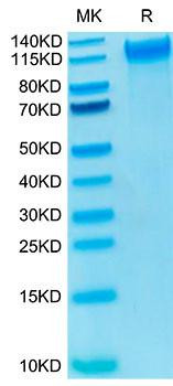 Biotinylated Recombinant Human P-Selectin/SELP/CD62P Protein (RPCB0064)