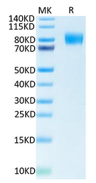 Biotinylated Recombinant Human CSF1R/M-CSF R/CD115 Protein (RPCB0100)