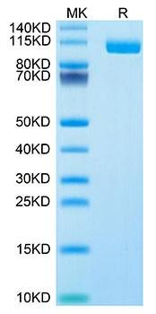 Biotinylated Recombinant Human Siglec-10 Protein (RPCB0106)