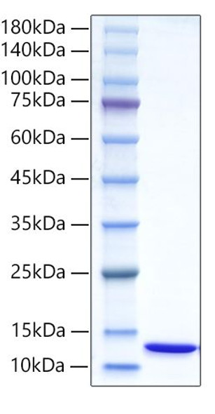 Recombinant Human Ubiquitin protein (RPCB0121)