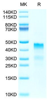 Biotinylated Recombinant Human RGMA Protein (RPCB0126)