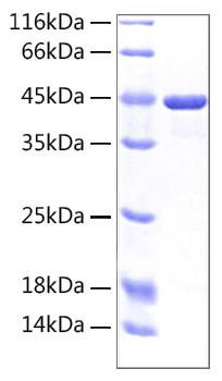 Recombinant Human SLC3A2/CD98 Protein (RPCB0133)