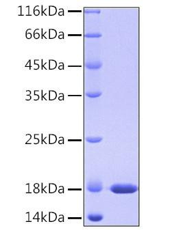 Recombinant Human PPIase A/PPIA Protein (RPCB0148)