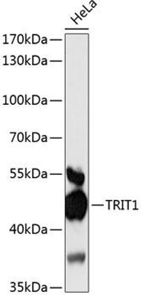 Anti-TRIT1 Antibody (CAB13100)