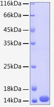 Recombinant Human Cystatin-A/CSTA Protein (RPCB0213)