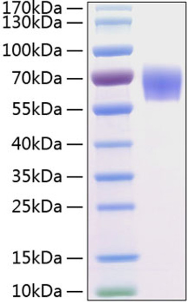 Recombinant Human BACE-1/ASP2 Protein (RPCB0277)