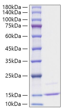 Recombinant Human CCL23/Ck beta 8-1 Protein (RPCB0399)