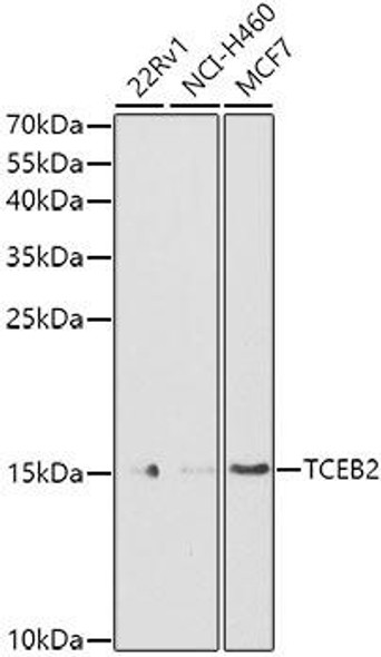 Anti-TCEB2 Antibody (CAB13363)