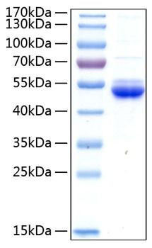 Recombinant Human SECTM1 Protein (RPCB0400)