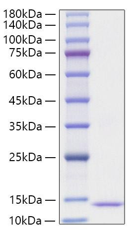 Recombinant Human CCL24/Eotaxin-2 Protein (RPCB0412)