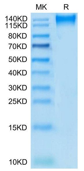 Recombinant Human TACTILE/CD96 Protein (RPCB0467)