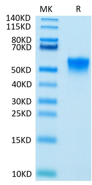 Biotinylated Recombinant Human FGFR-3 beta (IIIc)/CD333 Protein (RPCB0479)