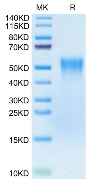 Biotinylated Recombinant Human TNFRSF1B/TNF-R2/CD120b Protein (Primary Amine Labeling) (RPCB0483)