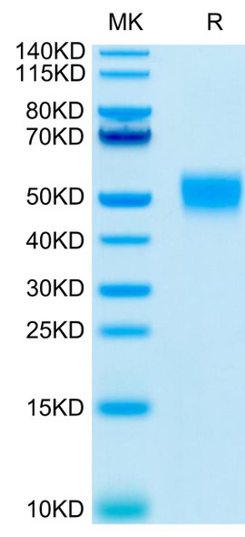 Recombinant Human CD24 Protein (RPCB0490)