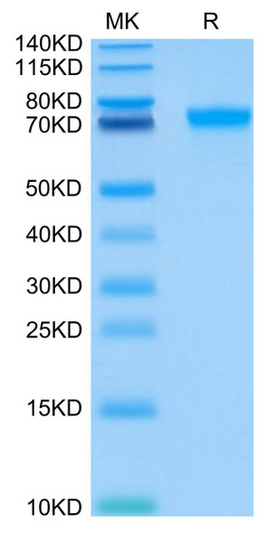 Recombinant Human LILRB2/ILT-4/CD85d Protein (RPCB0504)