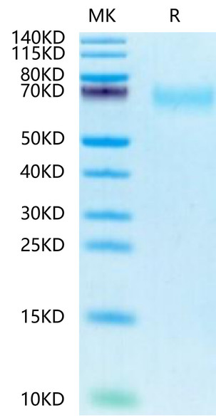 Biotinylated Recombinant Human CEACAM8/CD66b Protein (RPCB0522)