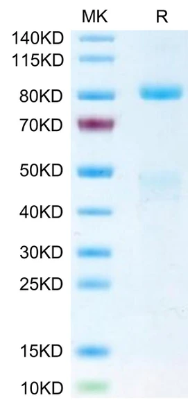 Biotinylated Recombinant Human HGF receptor/c-MET/MET Protein (RPCB0571)