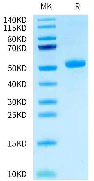 Recombinant Human CEACAM3/CD66d Protein (RPCB0574)