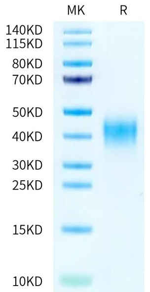 Recombinant Human CD47 Protein (RPCB0575)