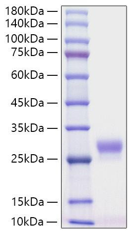 Recombinant Mouse CSF-3/G-CSF Protein (RPCB0589)