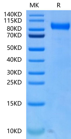 Biotinylated Recombinant Human FLT-3/FLK-2/CD135 Protein (RPCB0624)
