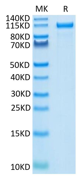 Recombinant Human ErbB-2/HER2/CD340 Protein (RPCB0631)