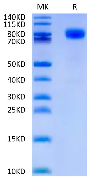 Recombinant Human CD44 Protein (RPCB0636)